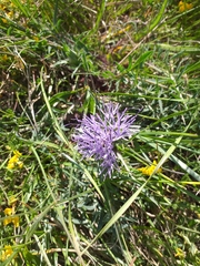 Carthamus mitissimus