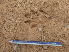 Aonyx capensis capensis