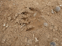 Aonyx capensis capensis