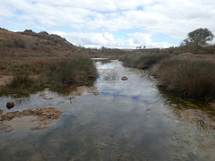Aonyx capensis capensis