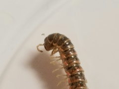 Eurymerodesmus varius