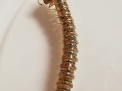 Eurymerodesmus varius