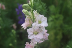 Delphinium rugulosum