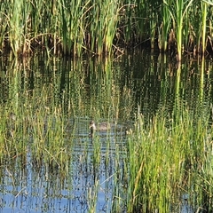 Gallinula chloropus