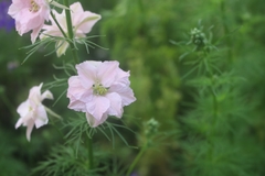 Delphinium rugulosum