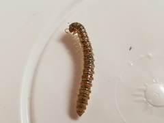 Eurymerodesmus varius