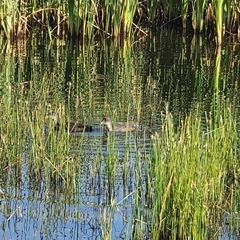 Gallinula chloropus