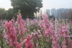 Delphinium rugulosum