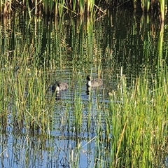 Gallinula chloropus