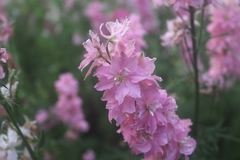 Delphinium rugulosum