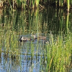 Gallinula chloropus