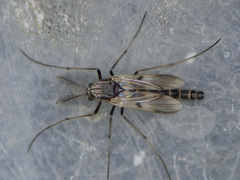 Procladius crassinervis