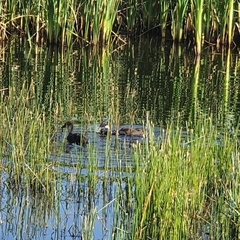 Gallinula chloropus