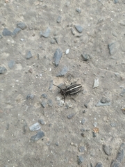 Dorcadion holosericeum