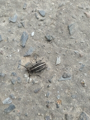 Dorcadion holosericeum