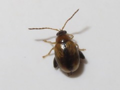 Longitarsus nigrofasciatus