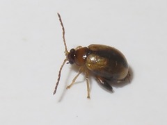 Longitarsus nigrofasciatus