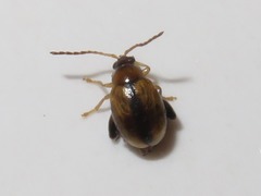 Longitarsus nigrofasciatus