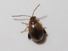 Longitarsus nigrofasciatus