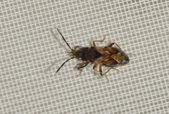Scolopostethus thomsoni