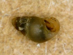 Peringia ulvae