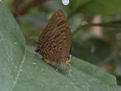 Arhopala athada