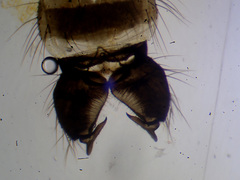 Procladius crassinervis