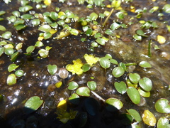 Halerpestes uniflora