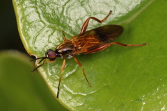 Benhamyia apicalis