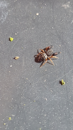 Oak Jumping Spider, 6708 DE Wageningen, Netherlands, photo 10 of 10