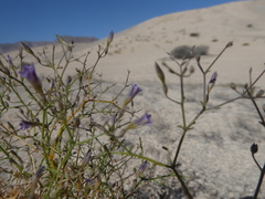Reyesia chilensis
