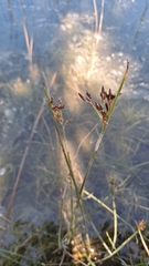 Schoenoplectus litoralis