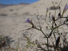 Reyesia chilensis