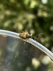 Curculio nucum