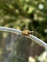 Curculio nucum