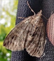 Hydriomena impluviata