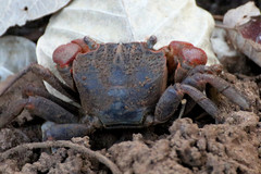 Neosarmatium australiense