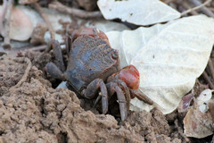 Neosarmatium australiense