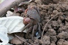 Neosarmatium australiense