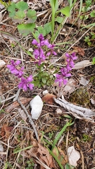 Polygala amara