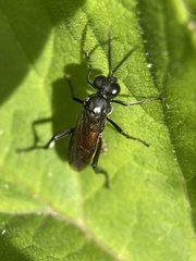 Macrophya annulata