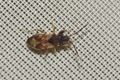 Scolopostethus thomsoni