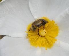 Chasmatopterus