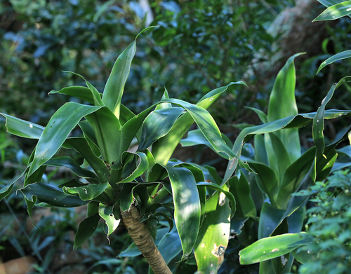 Large-leaved dragon tree (Dracaena aletriformis)
