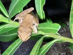 Charpa Tree Frog photo 2