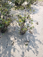 Aegiceras corniculatum