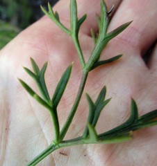 Knowltonia tenuifolia