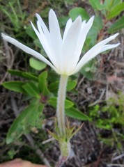 Knowltonia tenuifolia