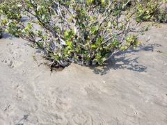 Aegiceras corniculatum