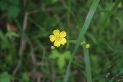 Ranunculus japonicus